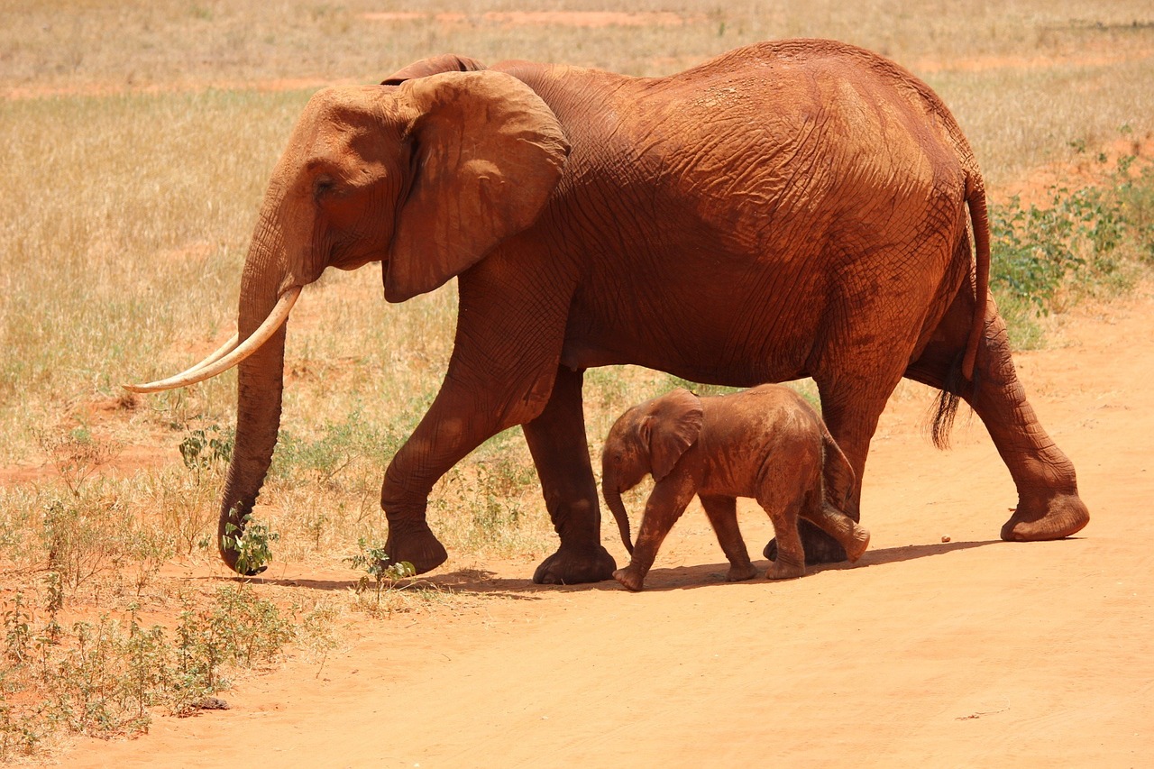 Red elephants in Tsavo National Park, Kenya – a unique sight often experienced on guided safaris with Africa Terrain Safaris