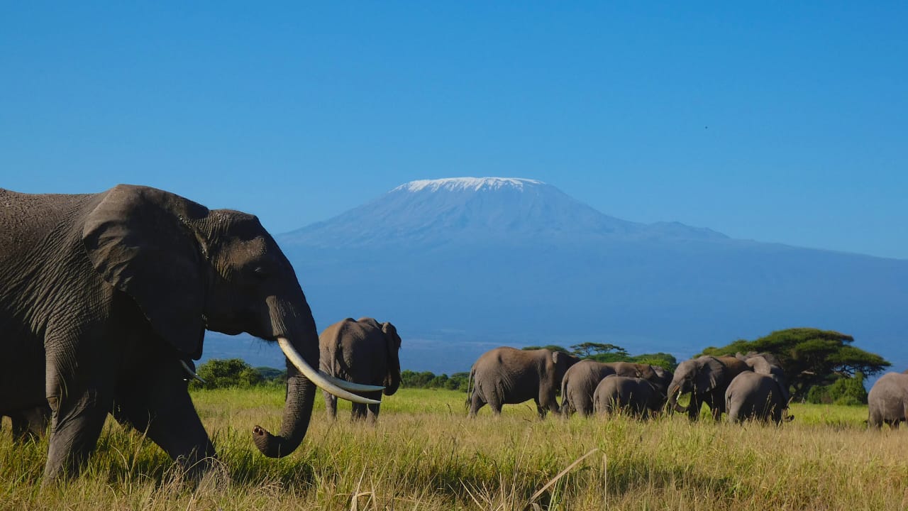 Elephants grazing in Amboseli National Park with Mount Kilimanjaro, Kenya – Africa Terrain Safaris Premium Wildlife Photography Tour