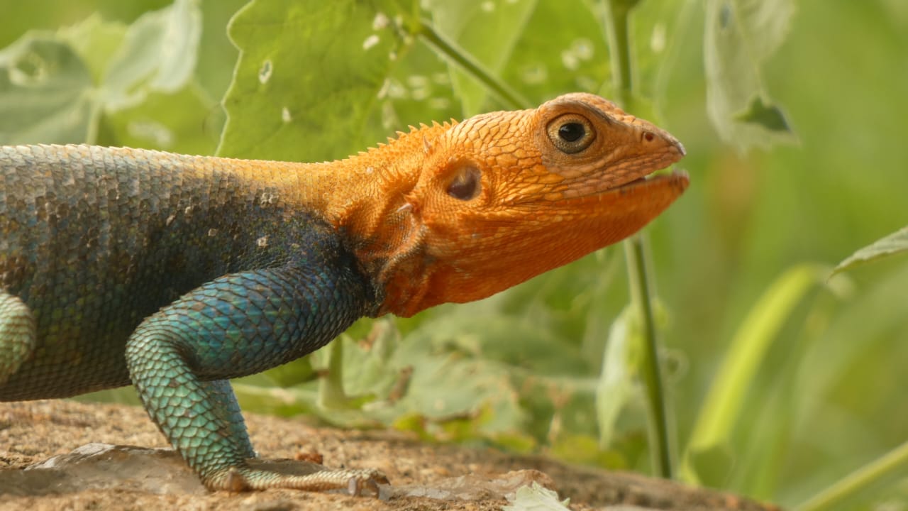 Kenya Agama lionotus