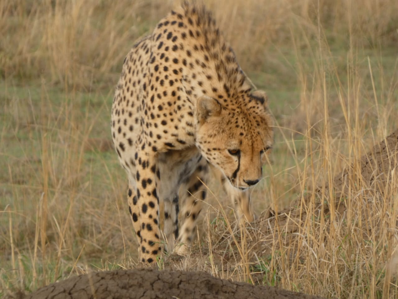 Cheetah on the savannah during a safari in Kenya