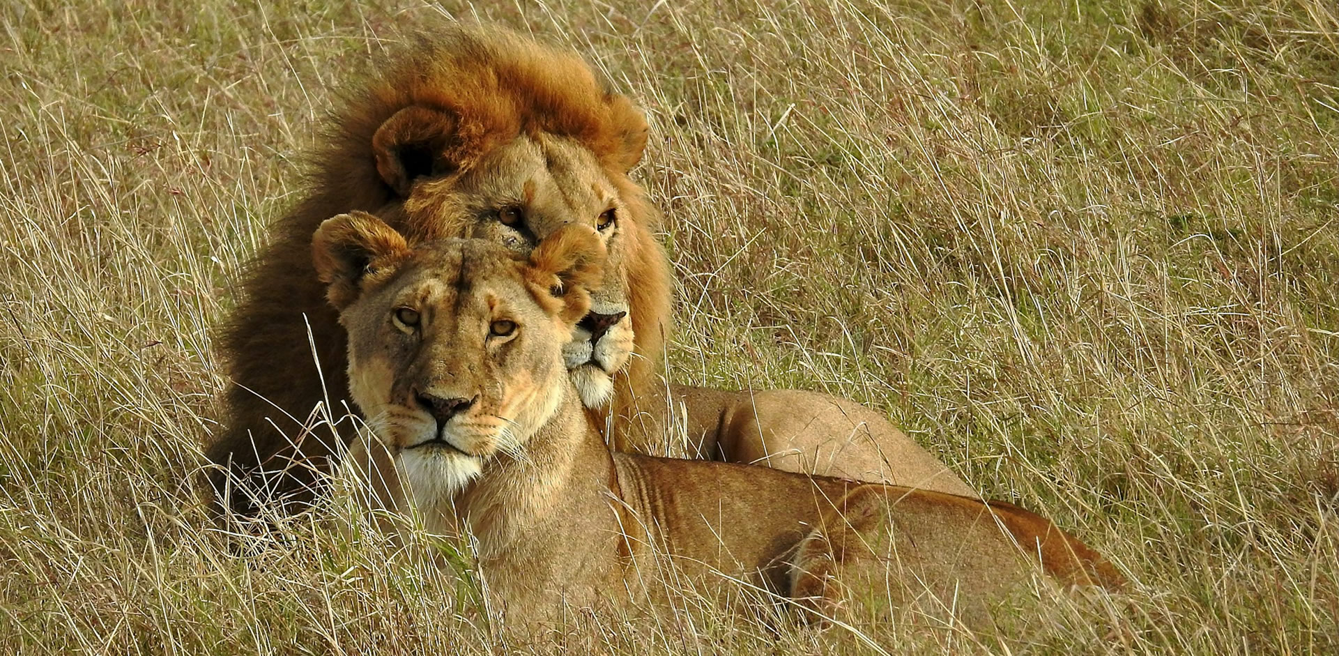 A pride of lions resting on the grasslands of the Maasai Mara during a sunny day in Kenya.