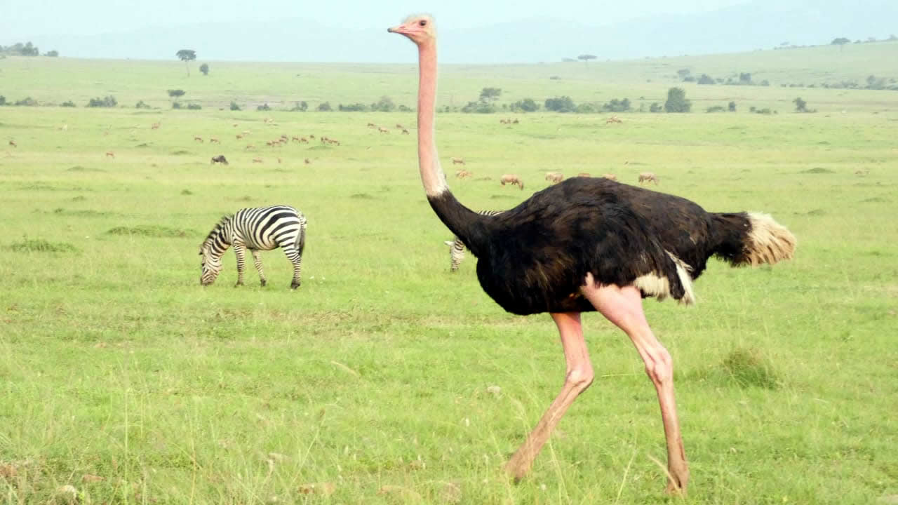Masai ostrich sprinting across Amboseli plains with Mount Kilimanjaro, Kenya – Africa Terrain Safaris Wildlife Photography Tour
