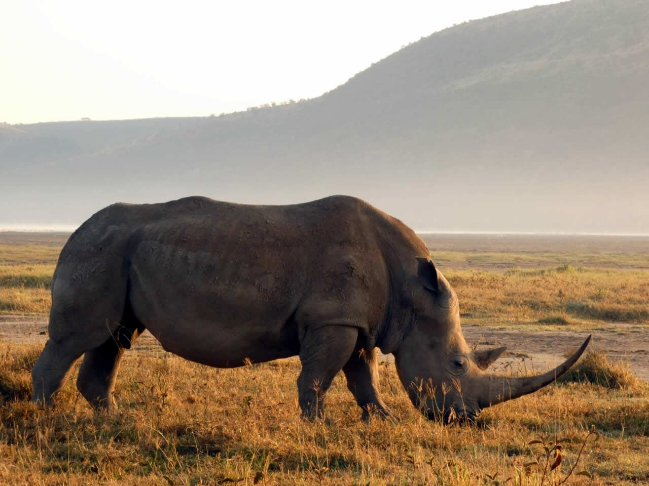 Black rhinoceros spotted during a Kenya safari tour in a protected wildlife reserve