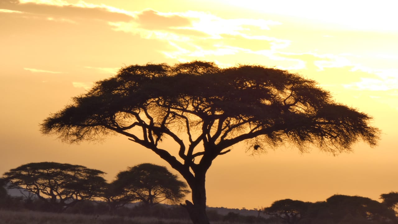 Golden sunset glowing through an acacia tree in Maasai Mara, Kenya