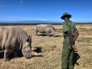 A northern white rhinoceros stands on the grassy plains of Ol Pejeta Conservancy in Kenya, with Mount Kenya faintly visible in the background under a clear sky.