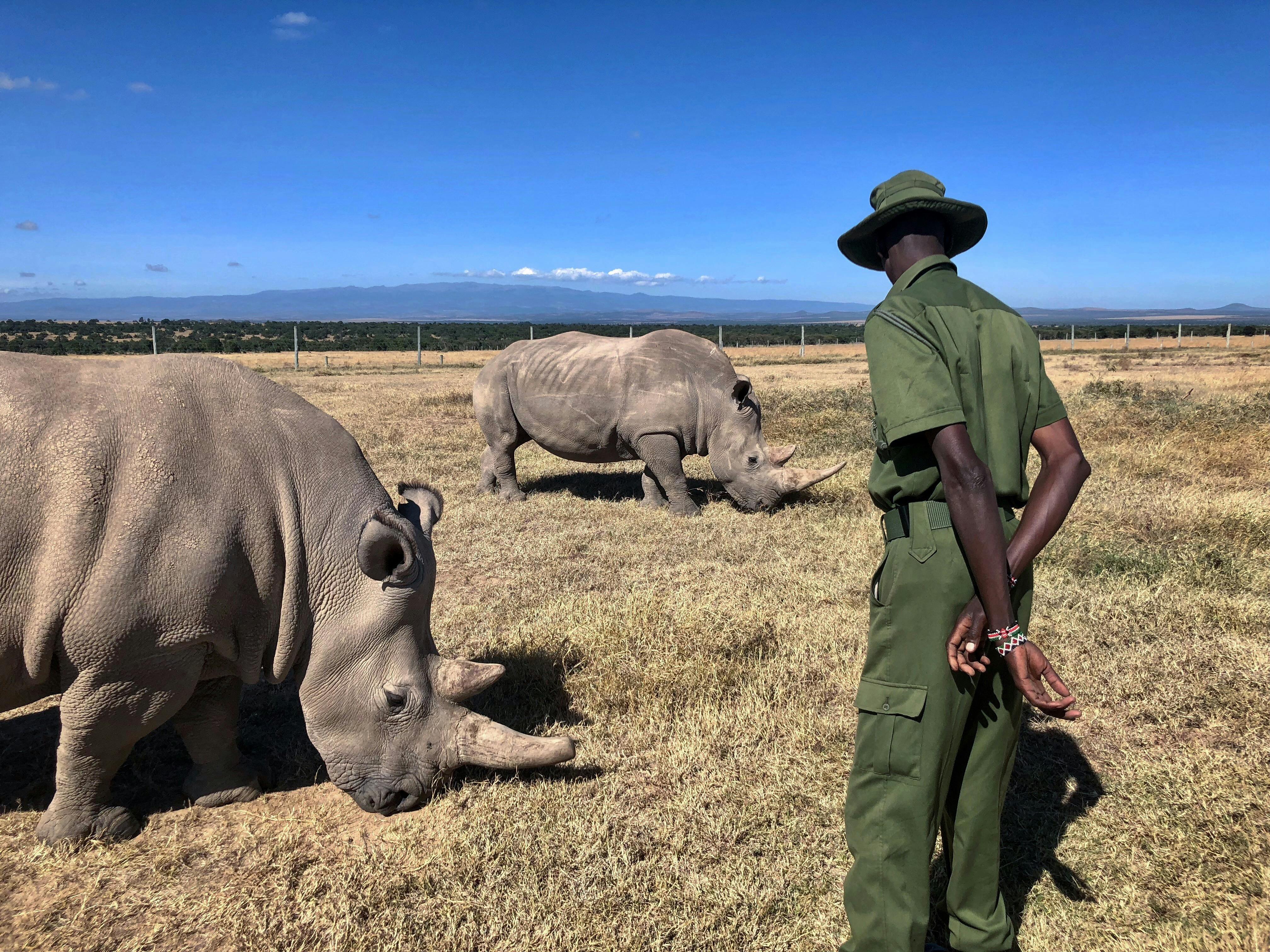 A northern white rhinoceros stands on the grassy plains of Ol Pejeta Conservancy in Kenya, with Mount Kenya faintly visible in the background under a clear sky.