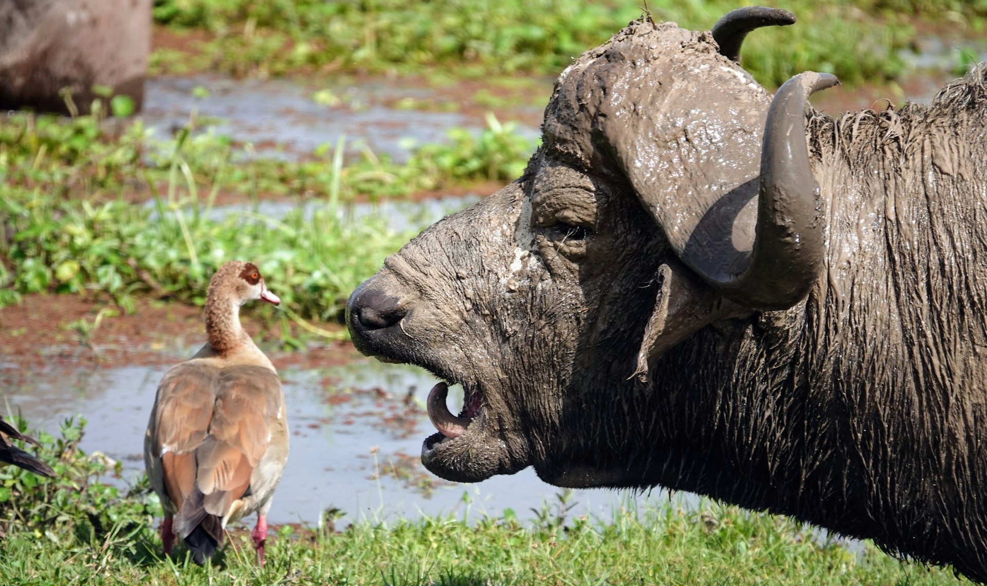 Cape buffalo herd in Amboseli National Park, Kenya - Africa Terrain Safaris Big Five Safari Experience