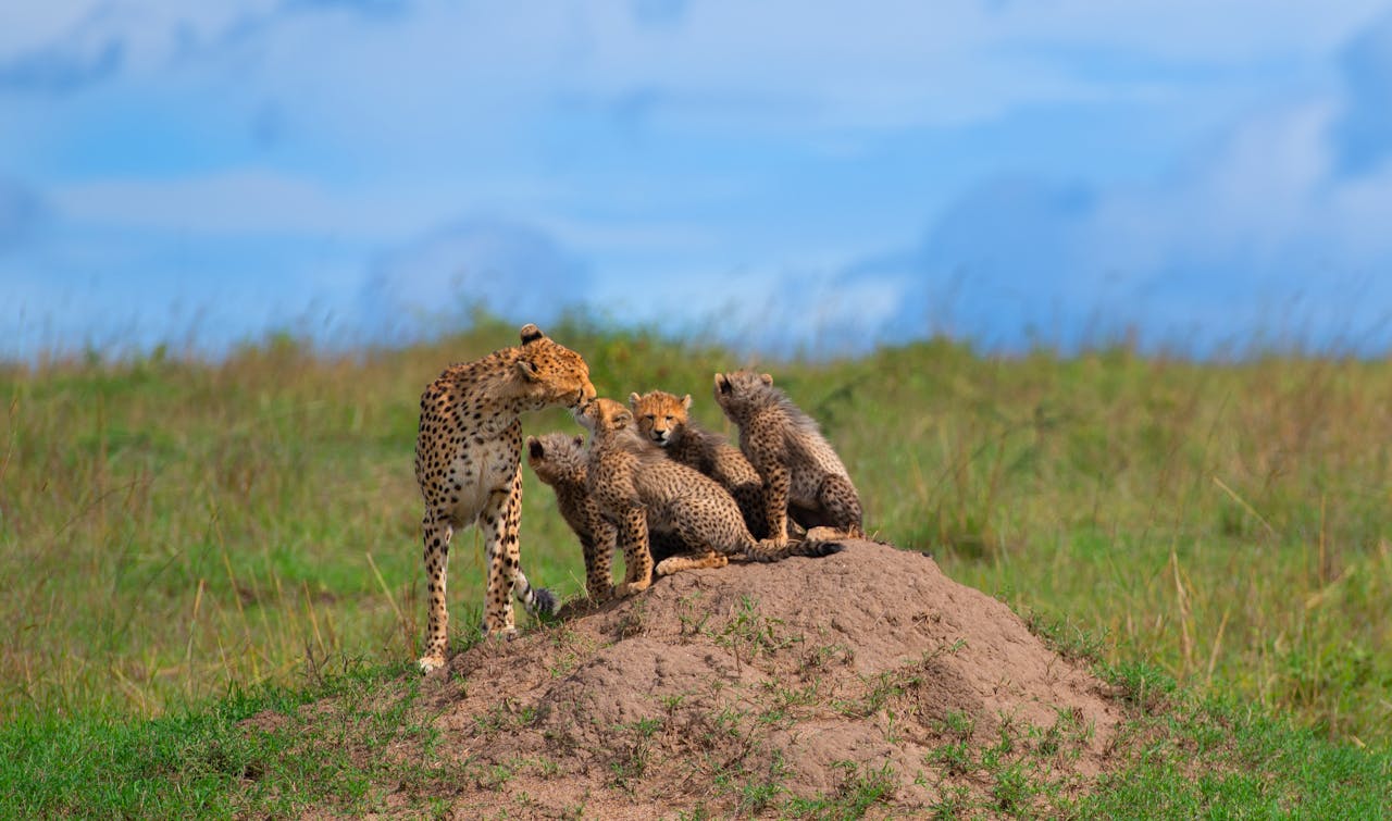 Cheetah mother with cubs in Amboseli National Park, Kenya – Africa Terrain Safaris Family Wildlife Tour