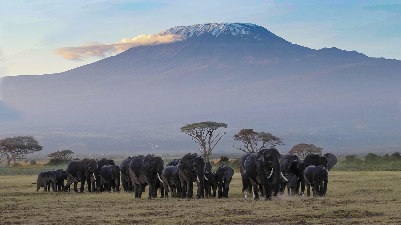 Elephants grazing in Amboseli National Park with Mount Kilimanjaro, Kenya – Africa Terrain Safaris Premium Wildlife Photography Tour