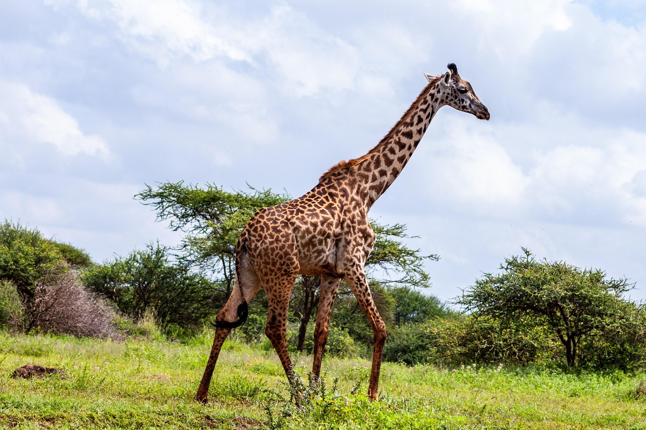 Masai giraffe browsing acacia trees in Amboseli National Park, Kenya – Africa Terrain Safaris Wildlife Tour