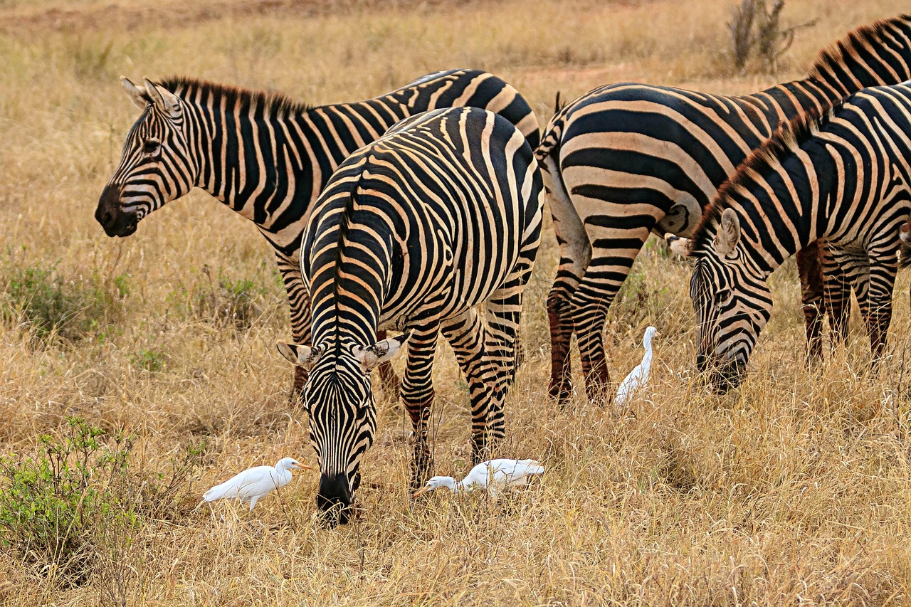 Plains zebra grazing in Amboseli National Park, Kenya – Africa Terrain Safaris Exclusive Wildlife Tour
