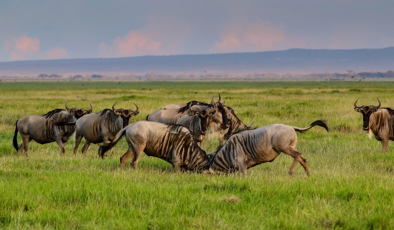Wildebeest herd grazing on Amboseli grasslands, Kenya – Africa Terrain Safaris Exclusive Wildlife Safari