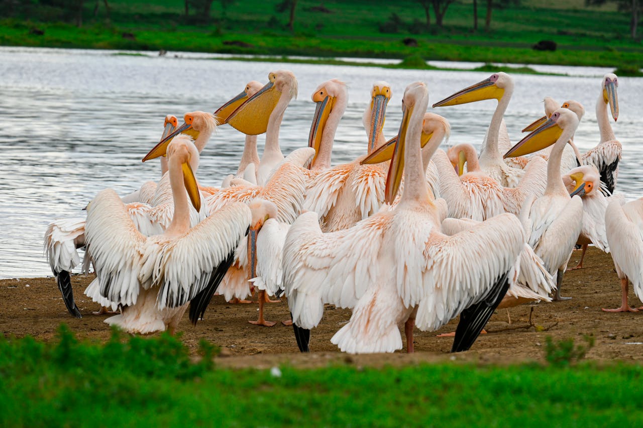Great white pelicans at Lake Nakuru National Park, Kenya – Africa Terrain Safaris Birdwatching Safari