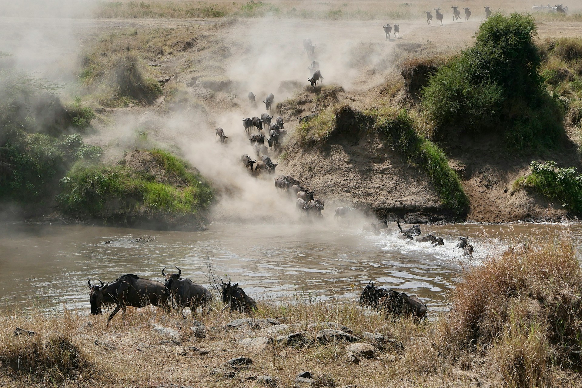 Great Wildebeest Migration in Masai Mara, Kenya – Africa Terrain Safaris Luxury Migration Safari Package