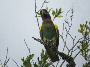 Brown-headed Parrot in a tree at Ol Pejeta Conservancy, Kenya – common on birdwatching safaris with Africa Terrain Safaris