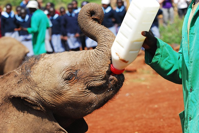 Baby elephants at David Sheldrick Wildlife Trust on Nairobi city tour