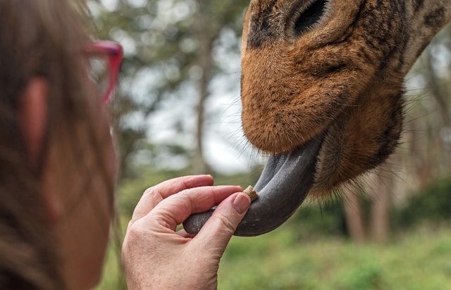 Feeding Rothschild’s giraffes at Giraffe Centre Nairobi with Africa Terrain Safaris