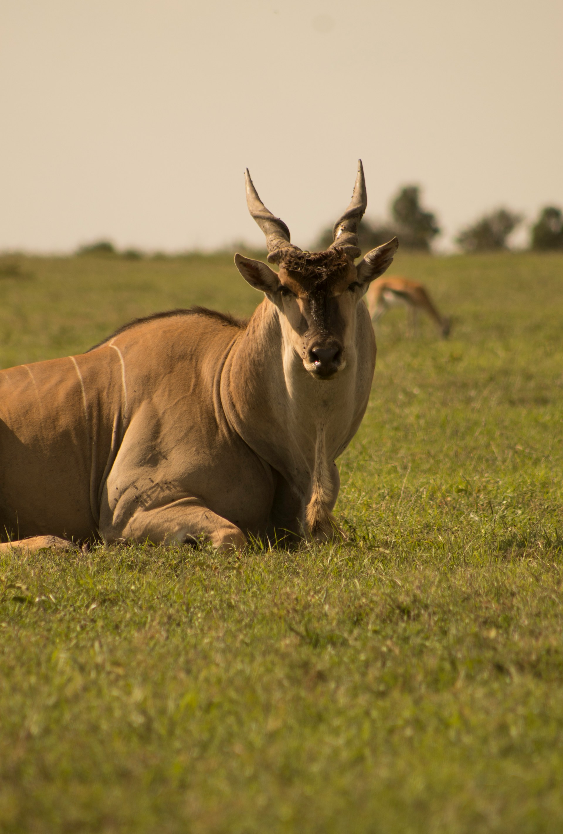 Male Eland antelope in the savannah grasslands of Kenya – seen on wildlife safaris with Africa Terrain Safaris