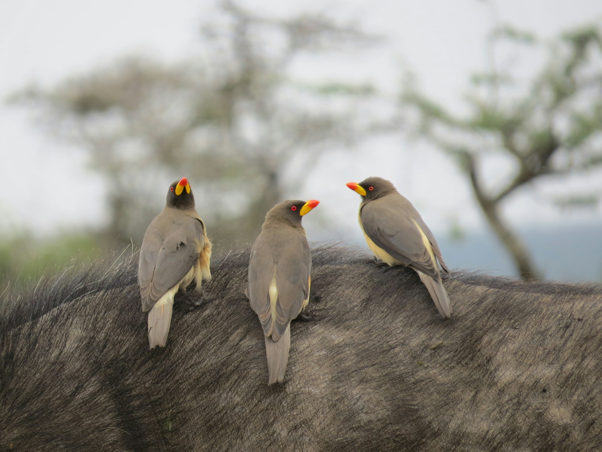 Red-billed Oxpecker on a Cape Buffalo’s back in Kenya – iconic wildlife interaction seen on Africa Terrain Safaris