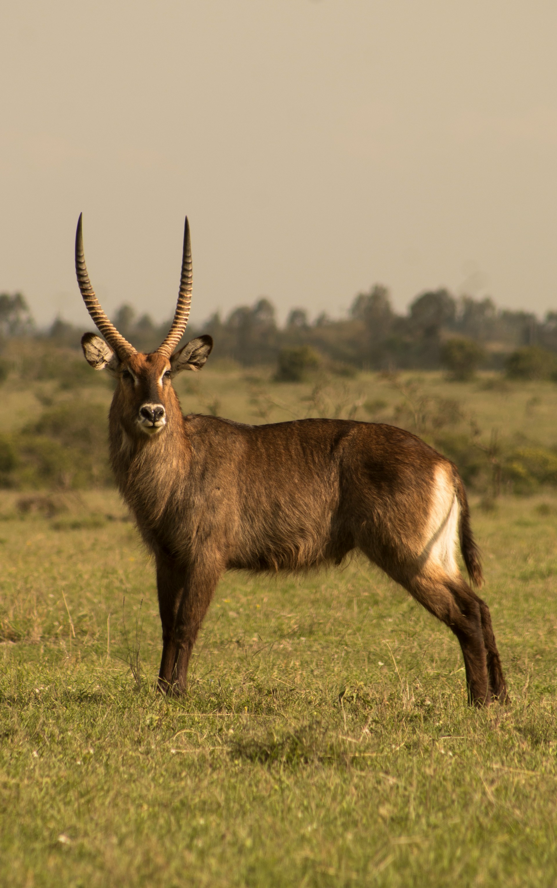 Waterbuck antelope near water in the Kenyan savannah – observed during game drives with Africa Terrain Safaris