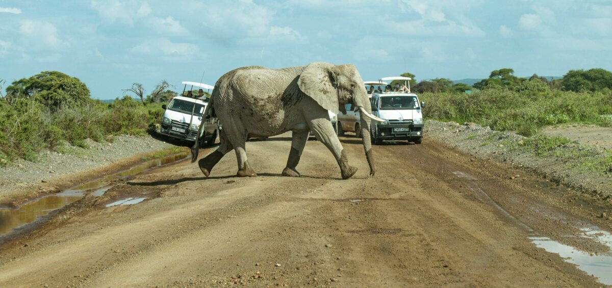 An Elephant in Amboseli National Park