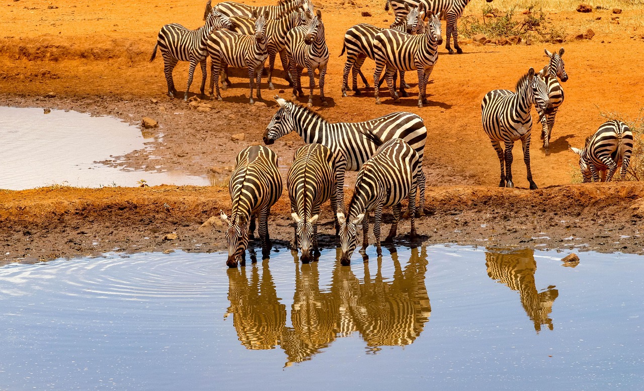Alt: Grevy’s zebra grazing in the savannah of northern Kenya with narrow stripes and large ears
