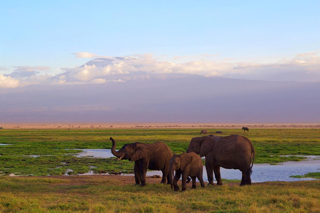 Elephants in Amboseli National Park with Mount Kilimanjaro in the background – classic safari view experienced with Africa Terrain Safaris