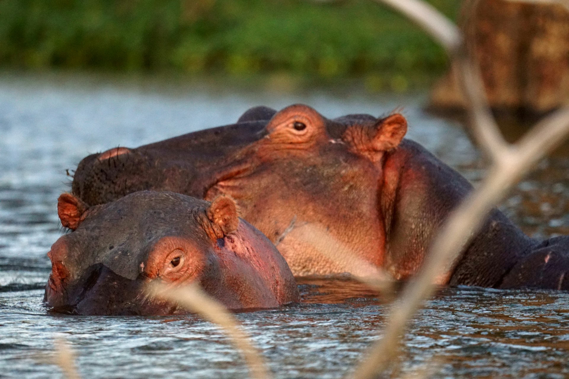 Hippos in Lake Naivasha, Kenya – commonly spotted during guided boat tours with Africa Terrain Safaris