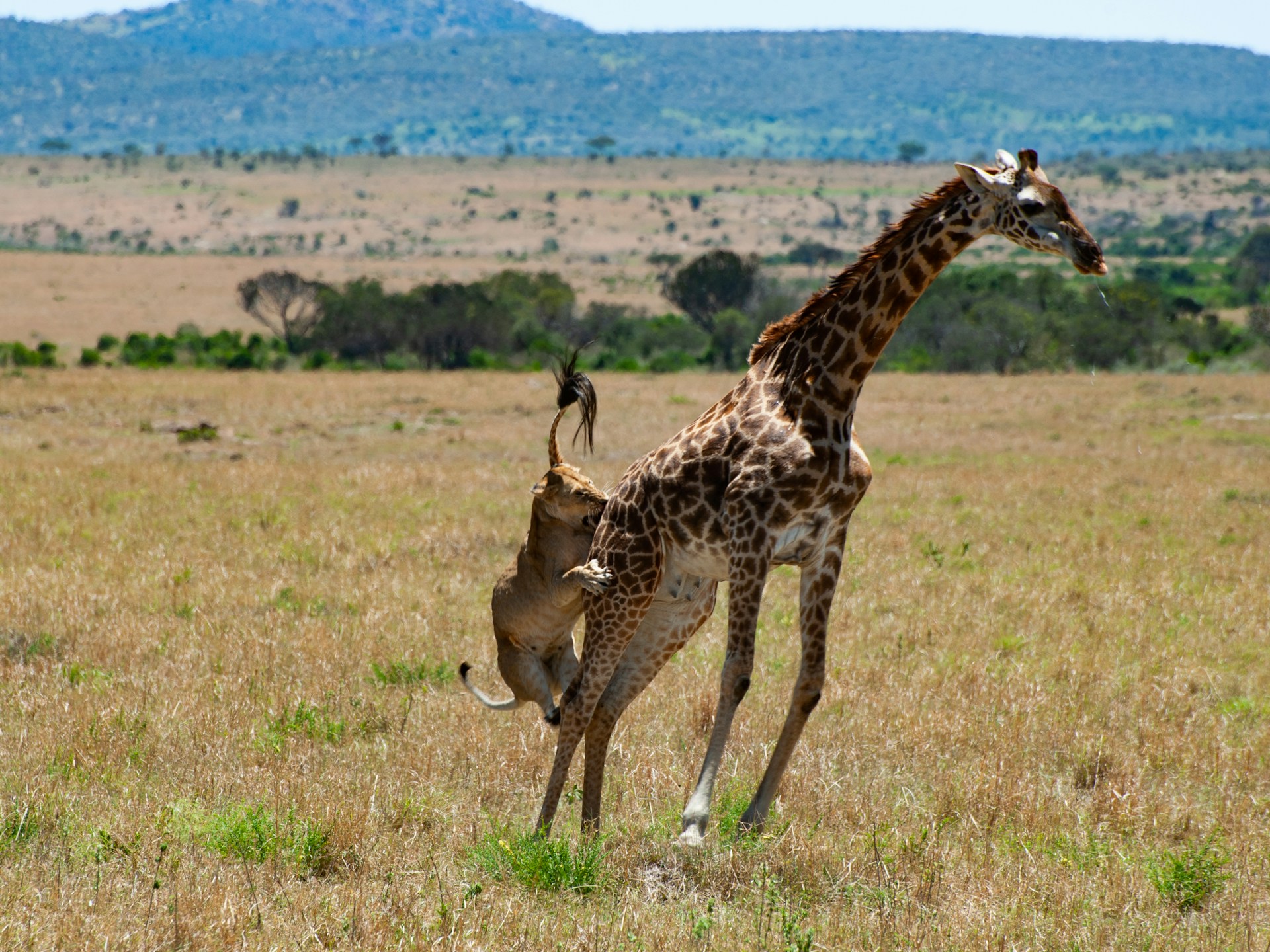Lion hunting a giraffe in Masai Mara, Kenya – intense predator-prey interaction captured during Africa Terrain Safaris game drive