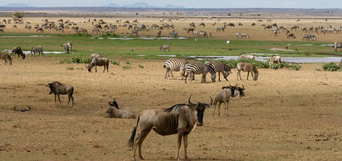 Wild animals in a Kenya game park – wildbeest, zebras, and antelopes seen during an Africa Terrain Safaris adventure