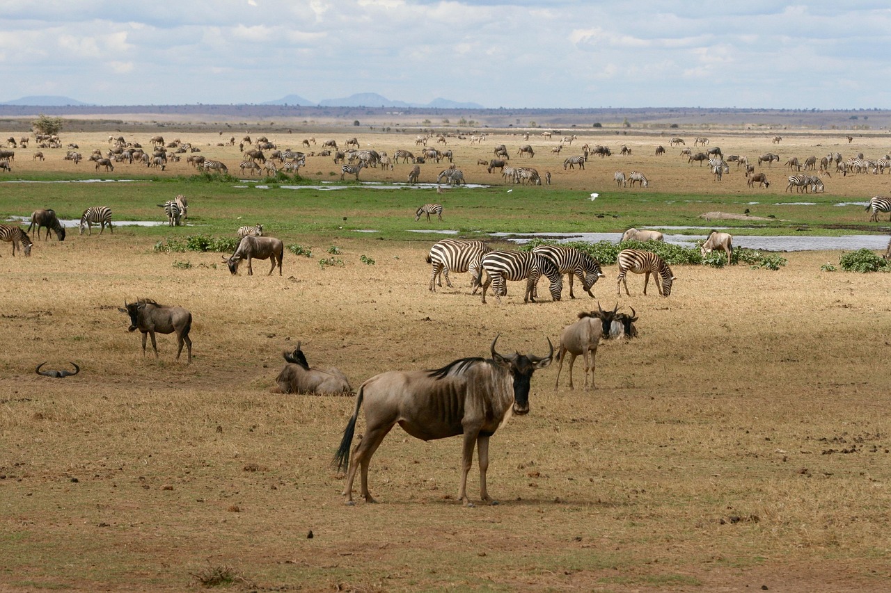 Wild animals in a Kenya game park – wildbeest, zebras, and antelopes seen during an Africa Terrain Safaris adventure